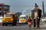 Benoit Briand - Indian Elephant